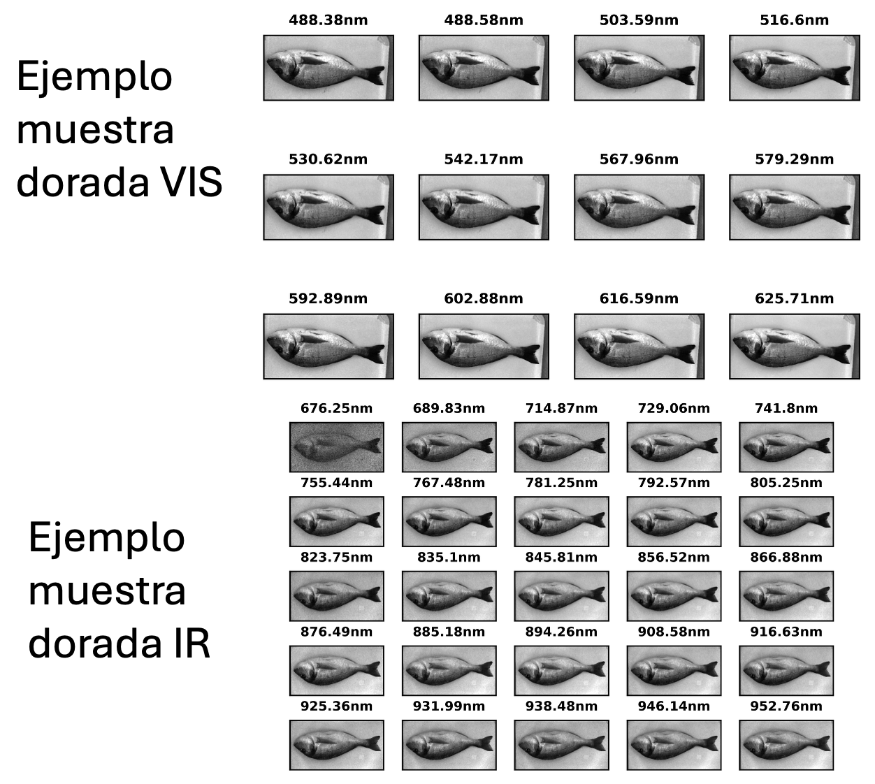 Captura visible e IR dorada entera