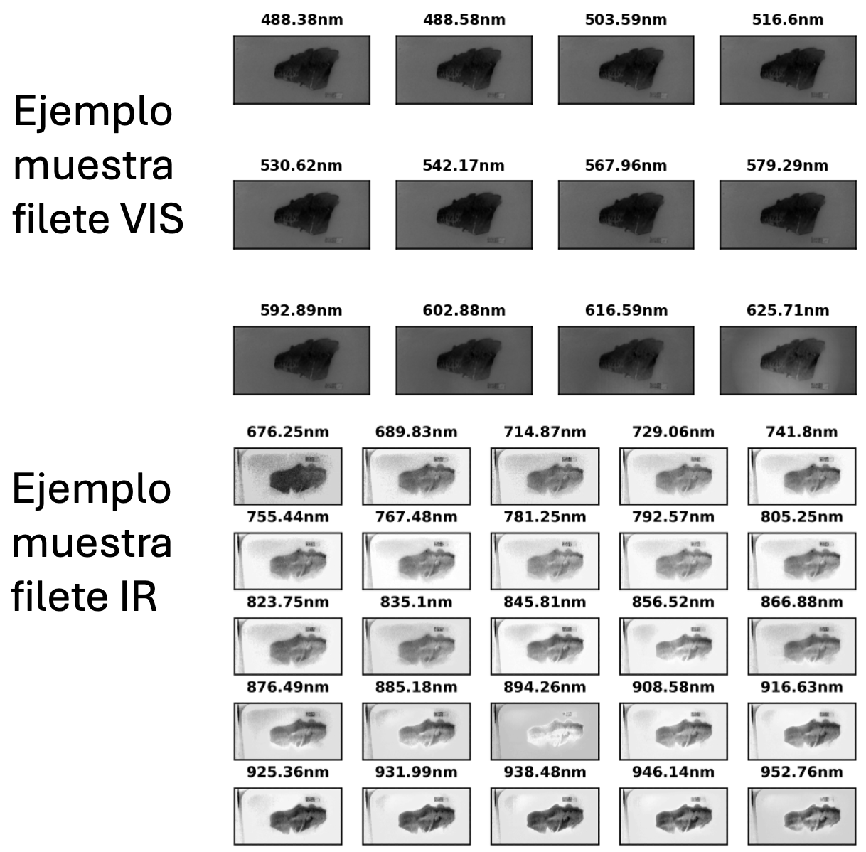 Muestras multiespectraules VIS-IR filete