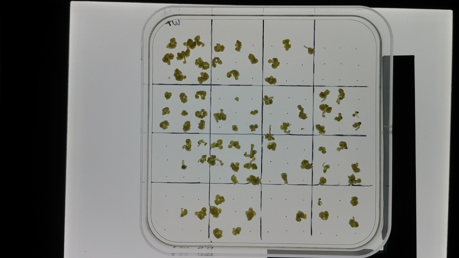 Captura de imagen espectro visible