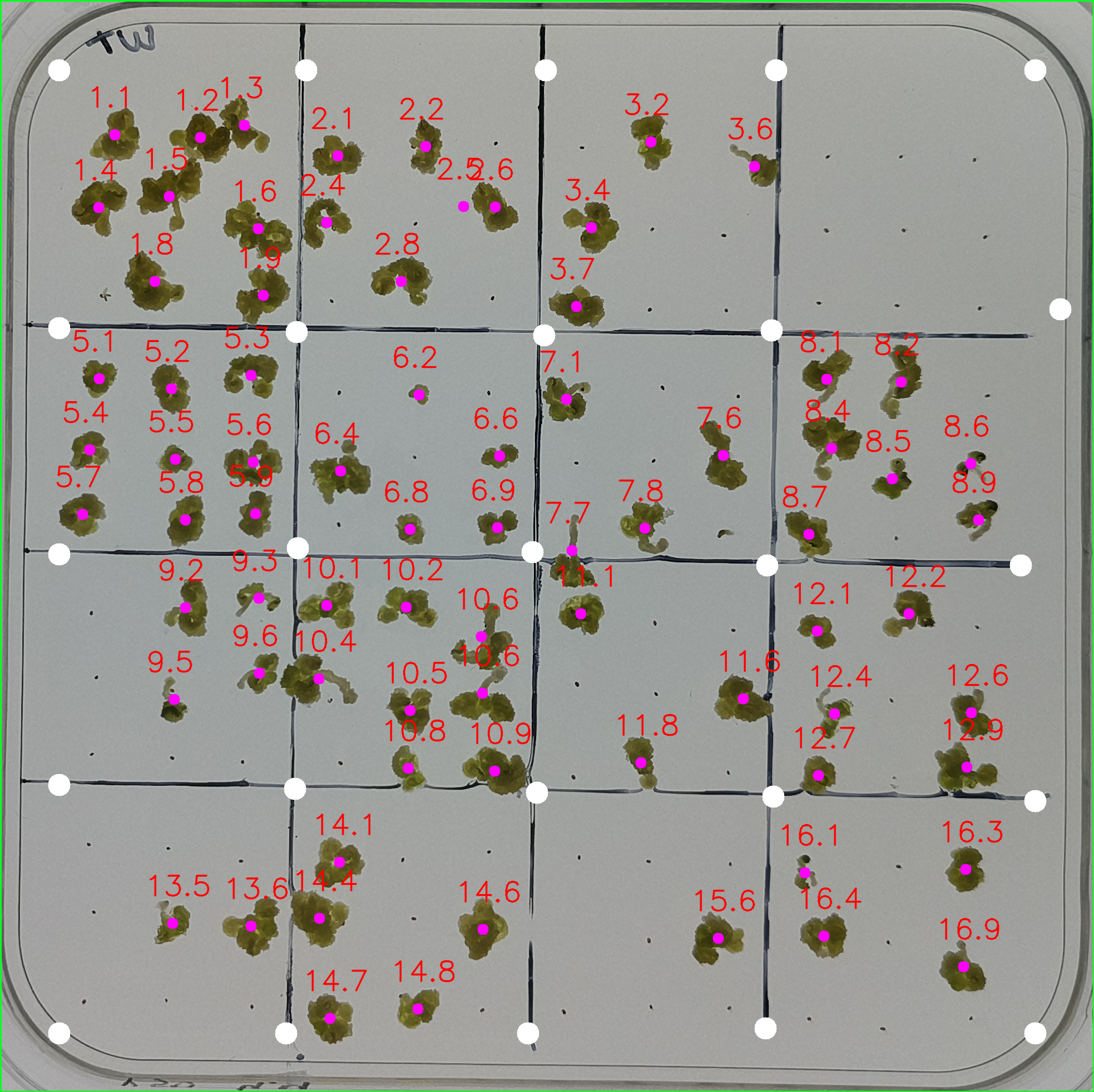 Captura visible e IR dorada entera